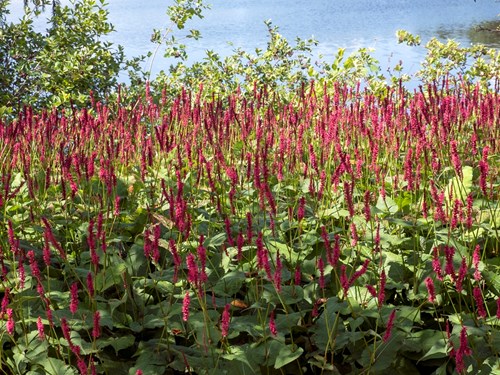 Fire Tail Mountain Fleece Flower (Persicaria amplexicaulis)